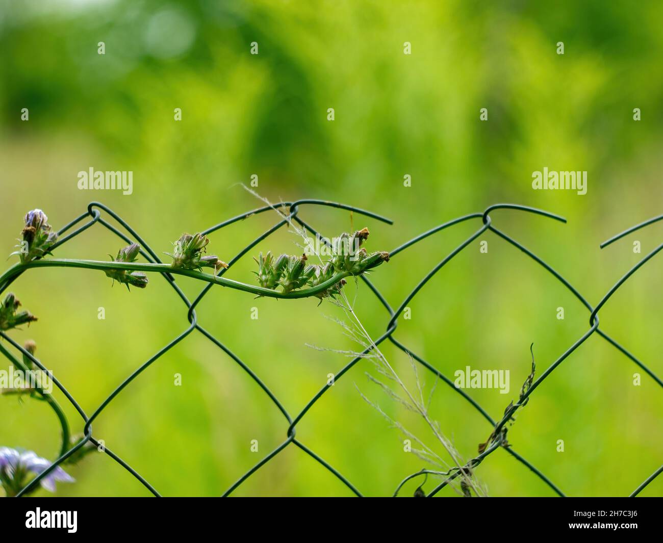 Vine grows on fence hi-res stock photography and images - Alamy