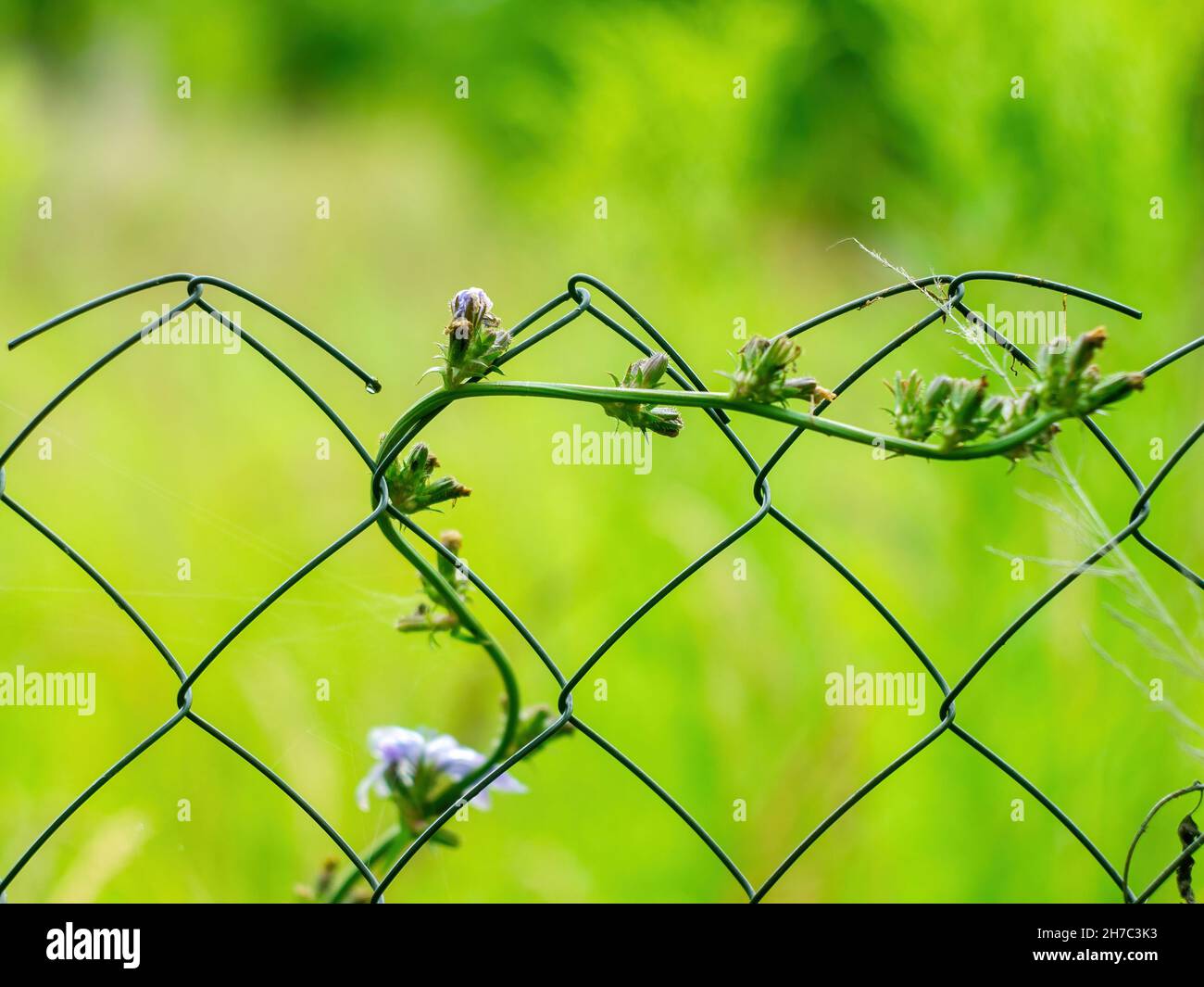 Vine grows on fence hi-res stock photography and images - Alamy