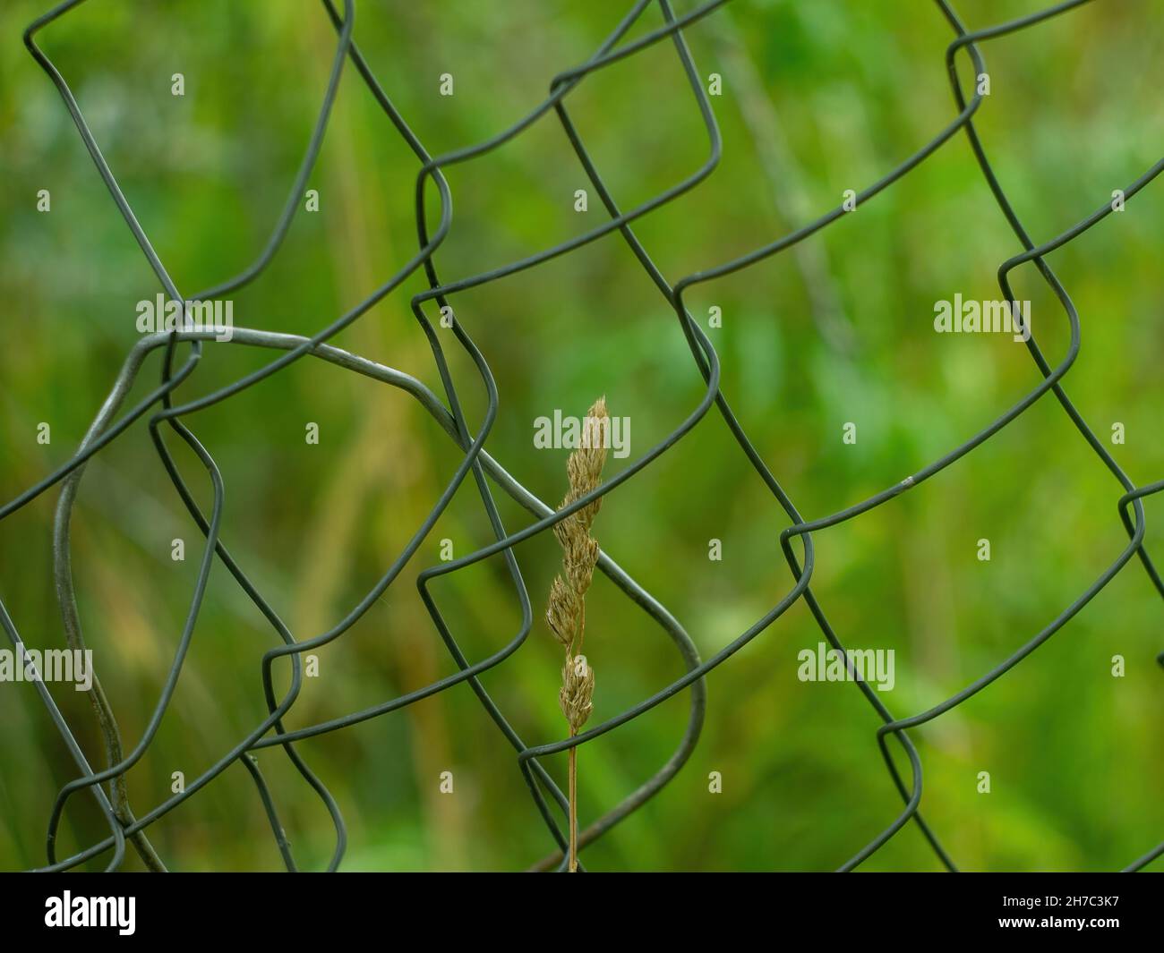 Vine grows on fence hi-res stock photography and images - Alamy