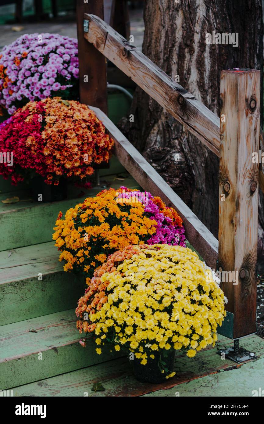 Chrysanthemum morifolium flower pots in various colors Stock Photo - Alamy