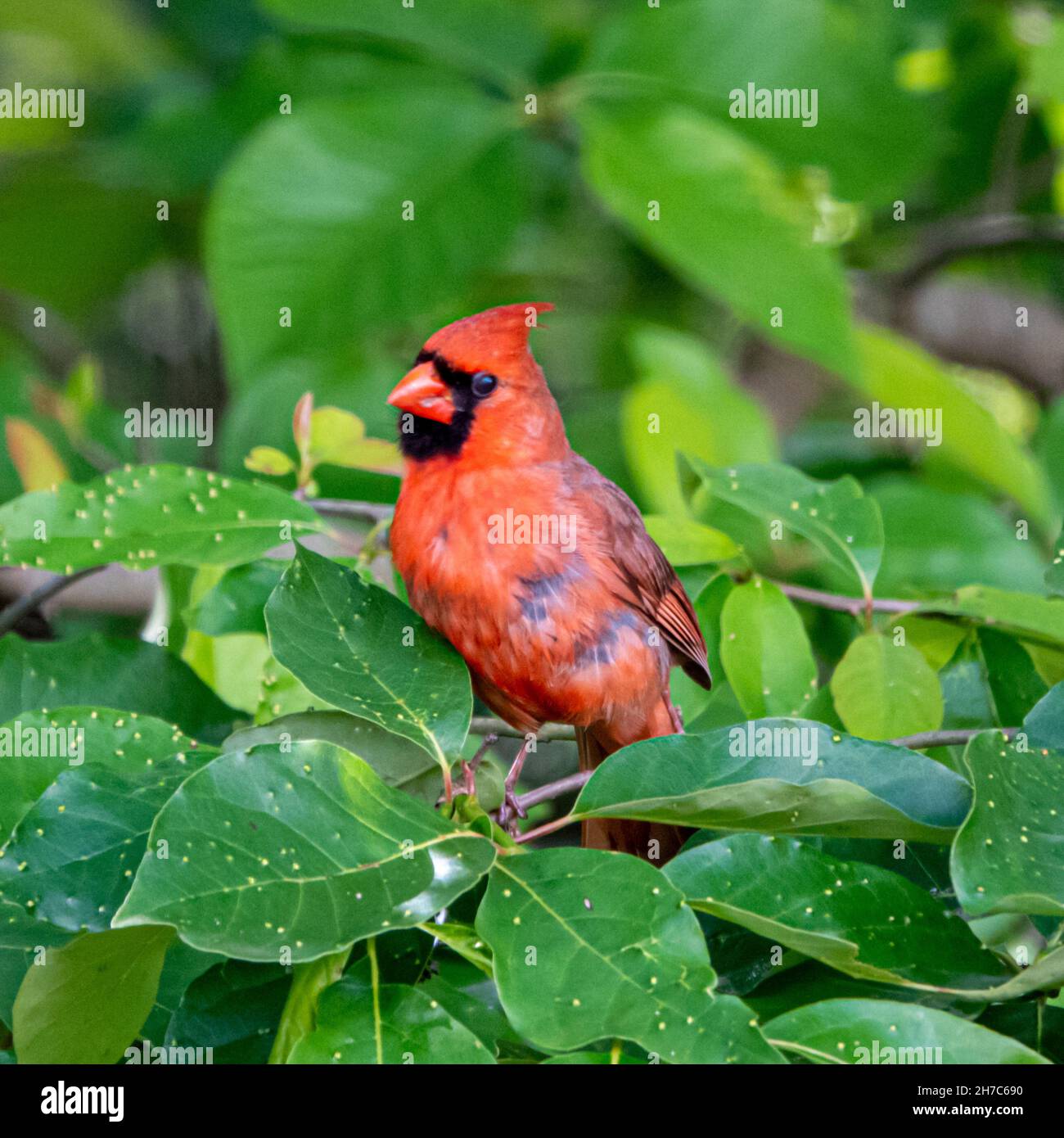 Beautiful cardinal bird perches on a tree limb Stock Photo