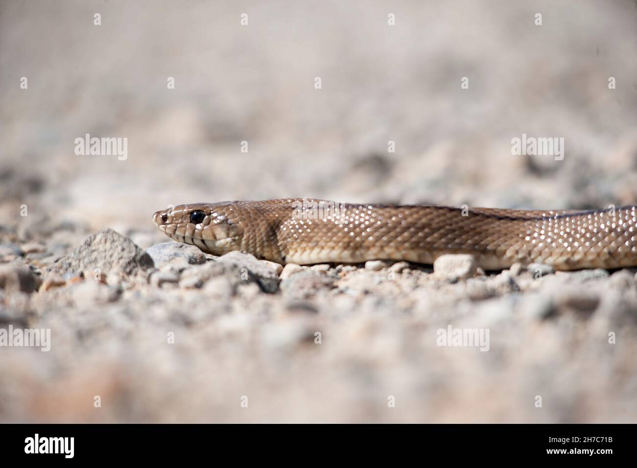 Reptiles in their natural environment Stock Photo Alamy