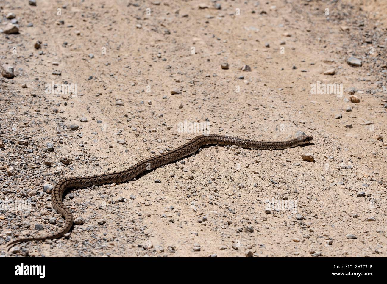 Ladder snakes hi-res stock photography and images - Alamy