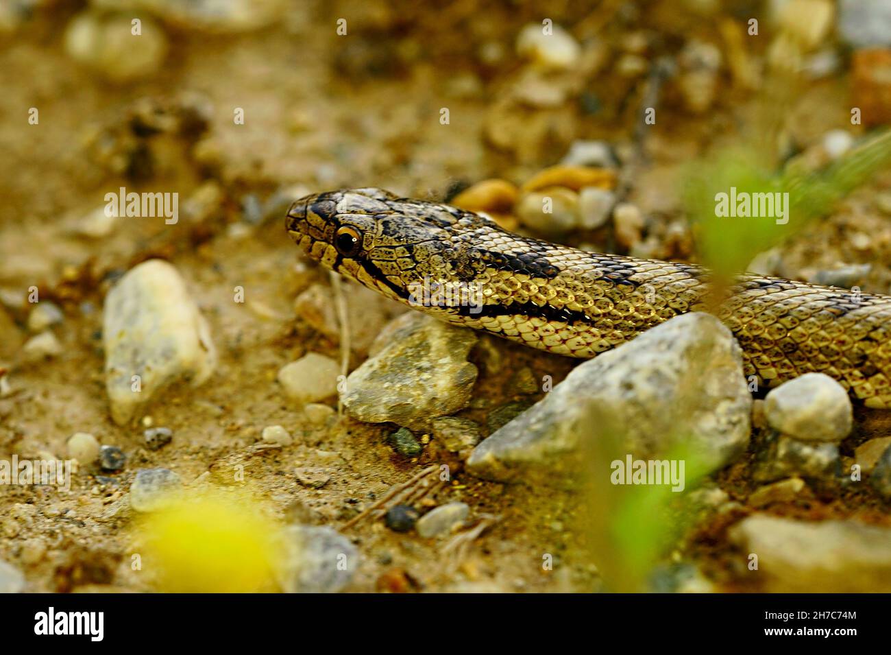 Reptile Environment Hi-res Stock Photography And Images - Alamy