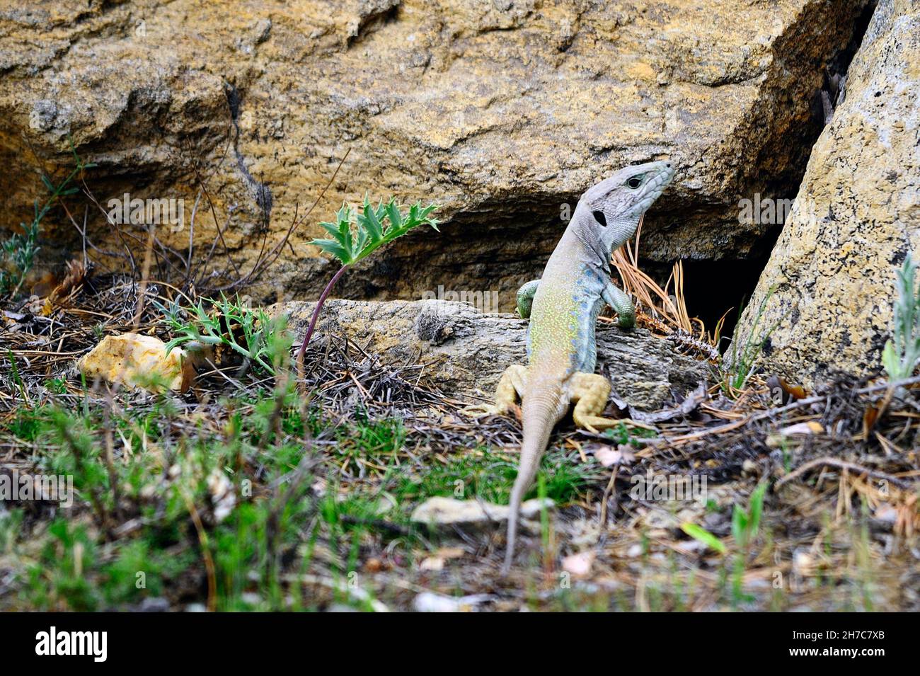 Reptiles in their natural environment Stock Photo Alamy