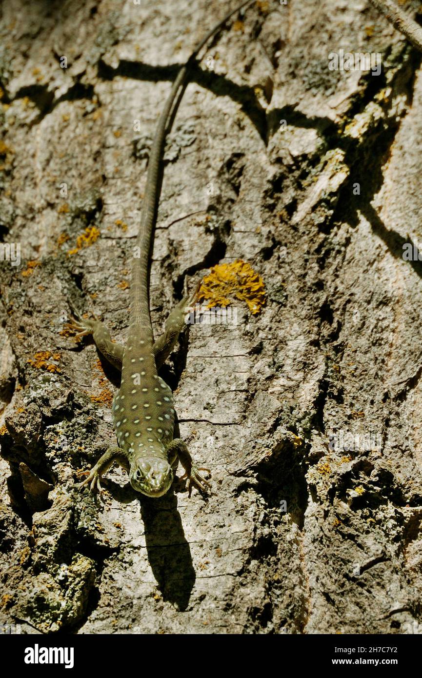 Reptiles in their natural environment Stock Photo Alamy