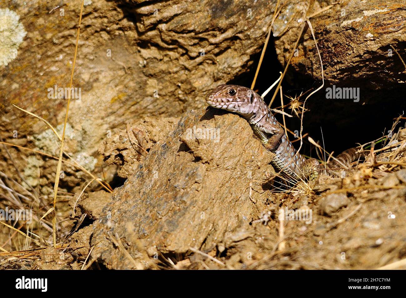 Reptiles In Their Natural Environment Stock Photo - Alamy