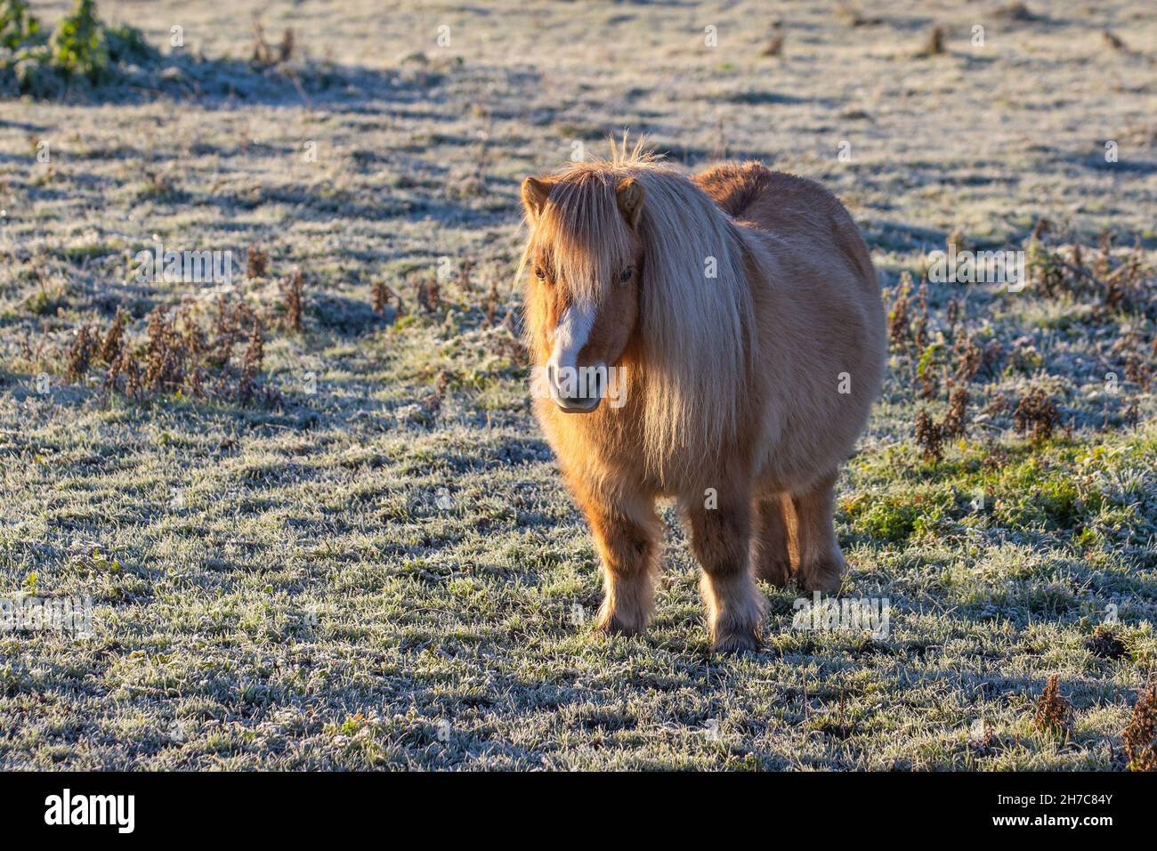 Leyland, Lancashire. UK Weather. 22nd Nov 2021. Cold frosty start -2c in  rural Lancashire as Shetland ponies warm up in the rising sun. Cold weather  often seems to trigger laminitis in horses -