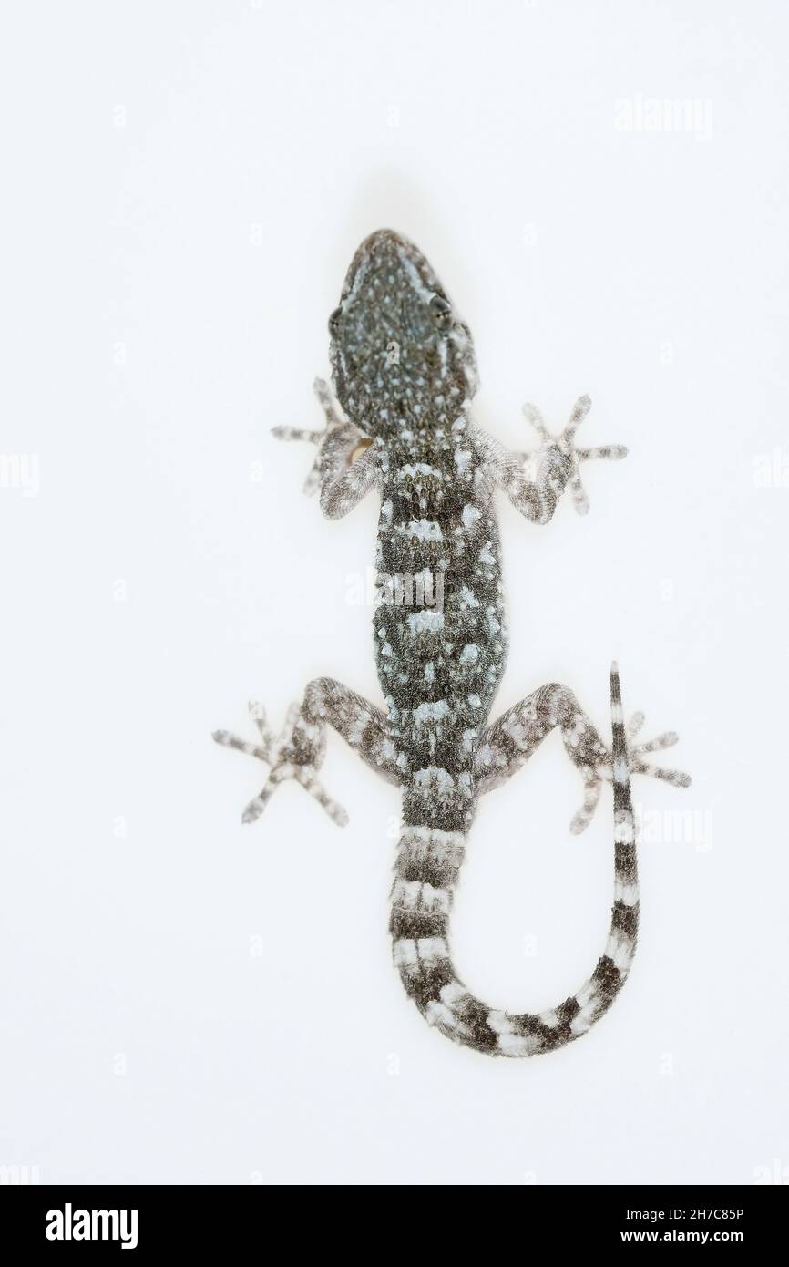 Reptiles in their natural environment Stock Photo Alamy