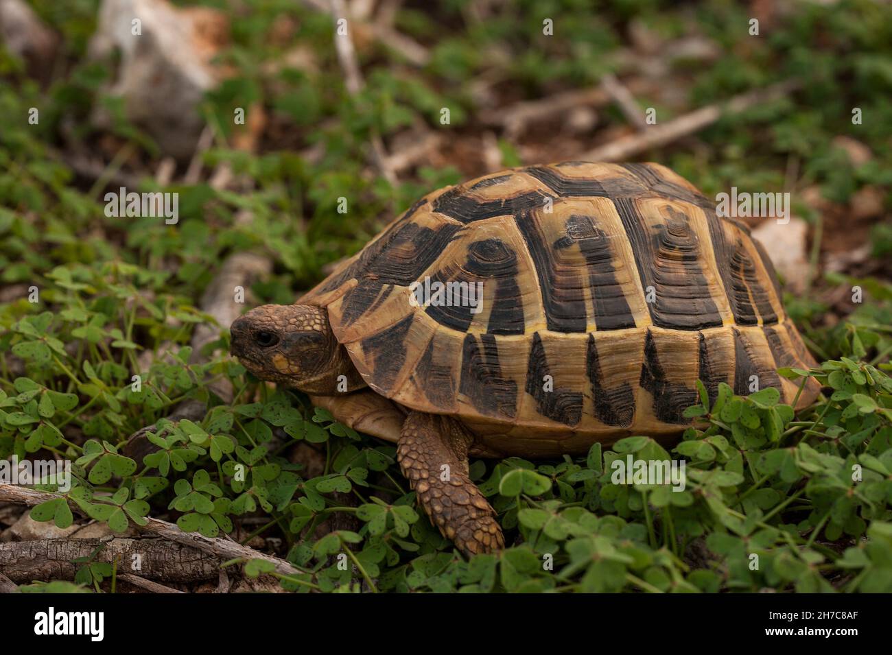 Reptiles in their natural environment Stock Photo Alamy