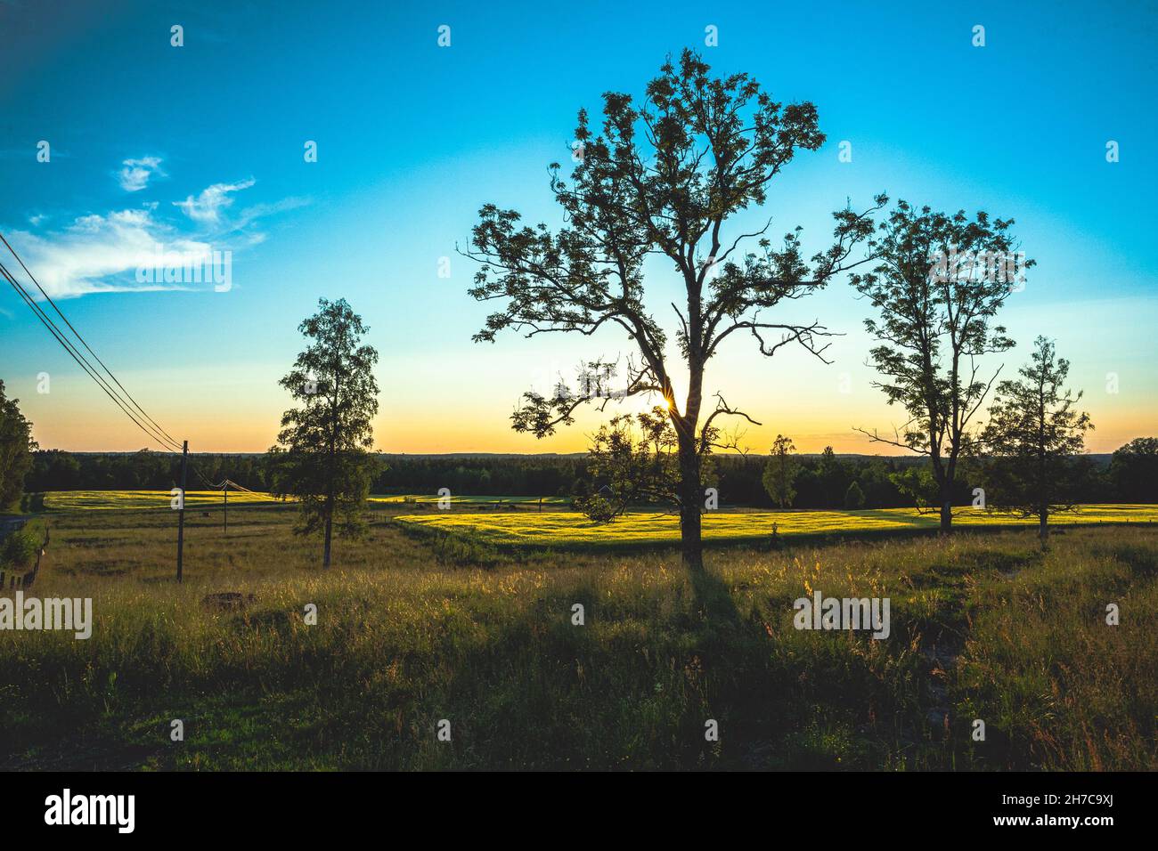 Beautiful landscape with trees at sunset Stock Photo - Alamy
