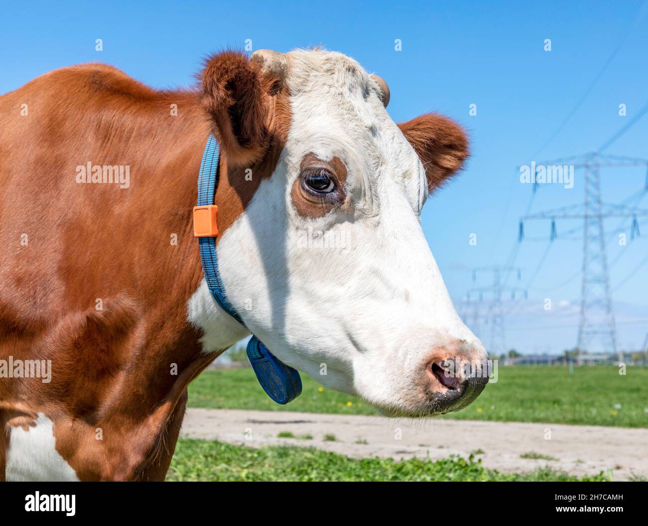 Cow head profil, a red cow with droopy eyes calm friendly expression and electricity poles as background and a blue sky Stock Photo