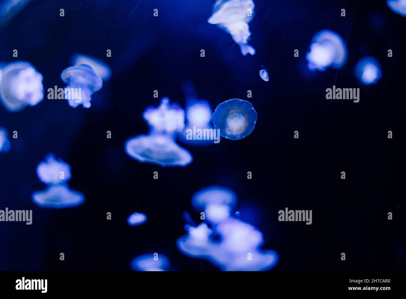 Jellyfish on blue background from Aquarium in Prague Stock Photo - Alamy