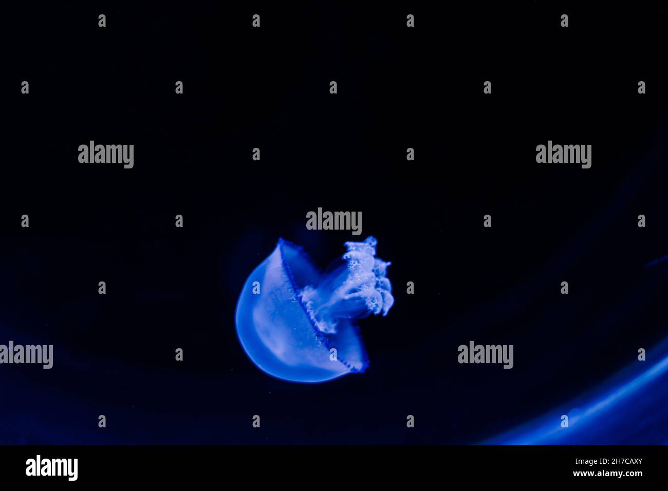 Jellyfish on blue background from Aquarium in Prague Stock Photo - Alamy