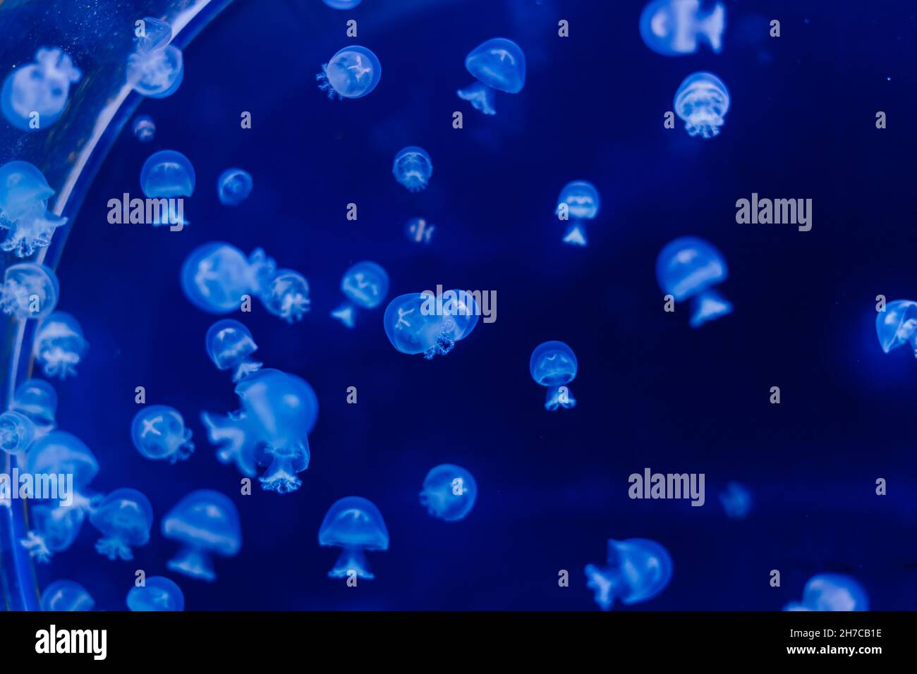 Jellyfish on blue background from Aquarium in Prague Stock Photo - Alamy
