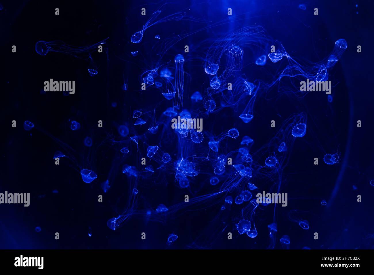 Jellyfish on blue background from Aquarium in Prague Stock Photo - Alamy