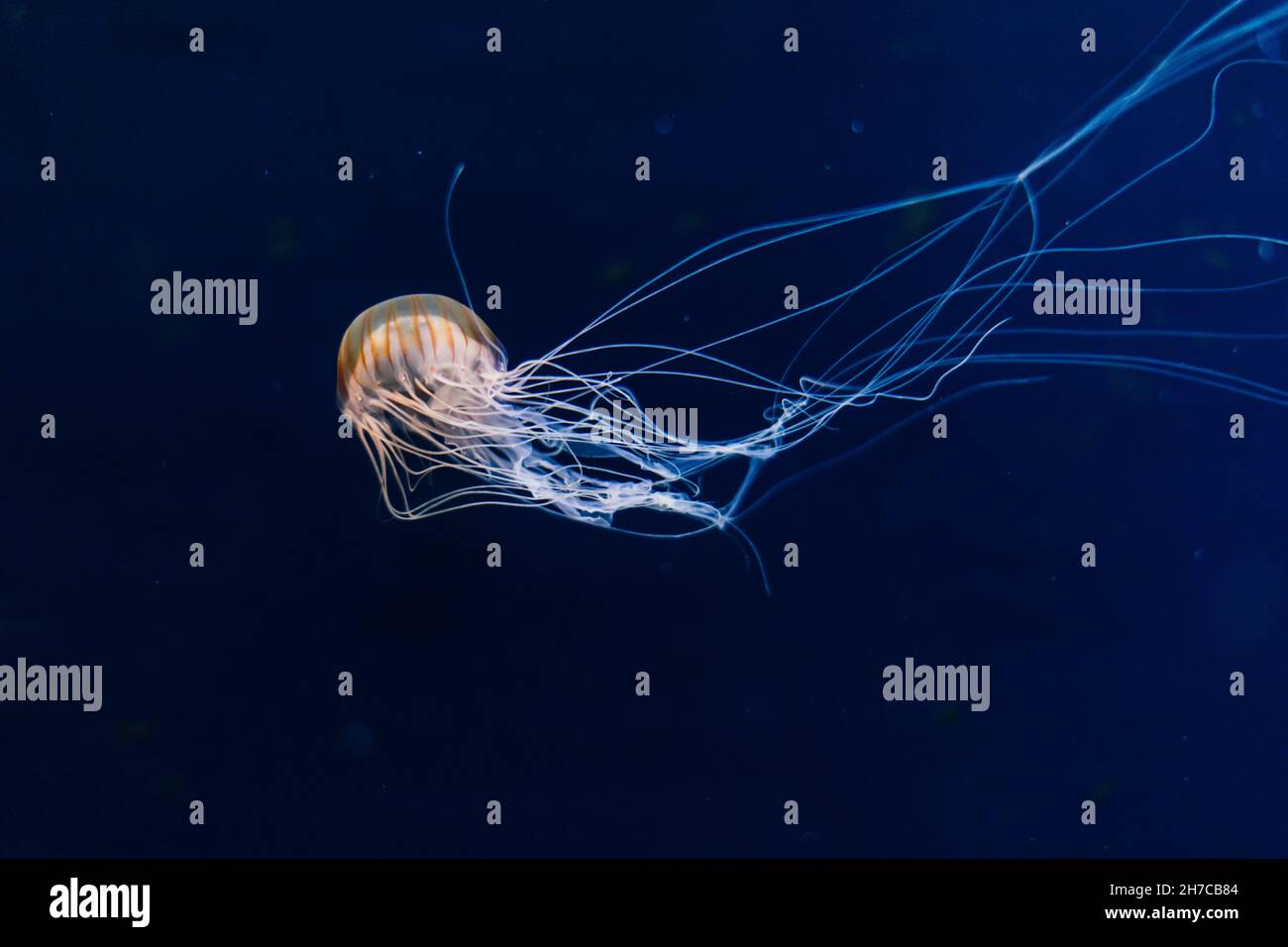 Jellyfish on blue background from Aquarium in Prague Stock Photo - Alamy