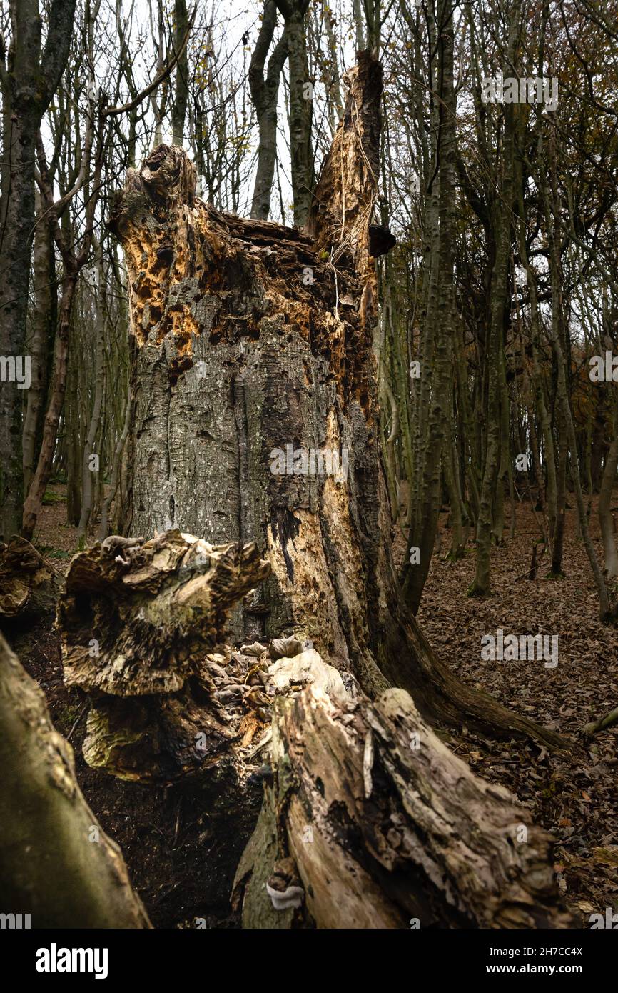 Dead tree dacaying in the woods Stock Photo