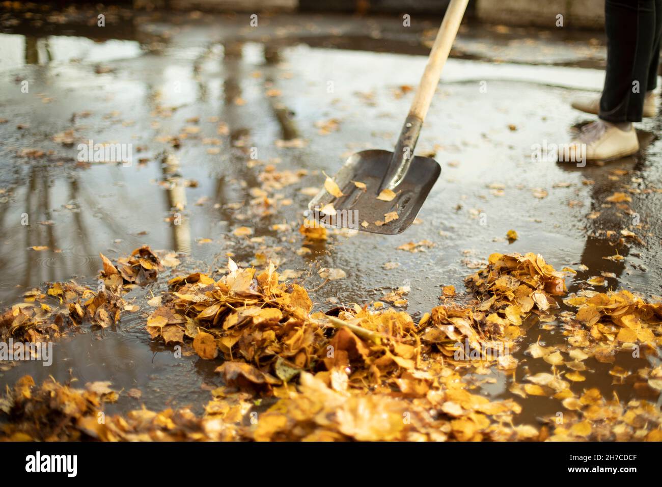 Removing leaves from the road. Wet leaves. The cleaner collects the