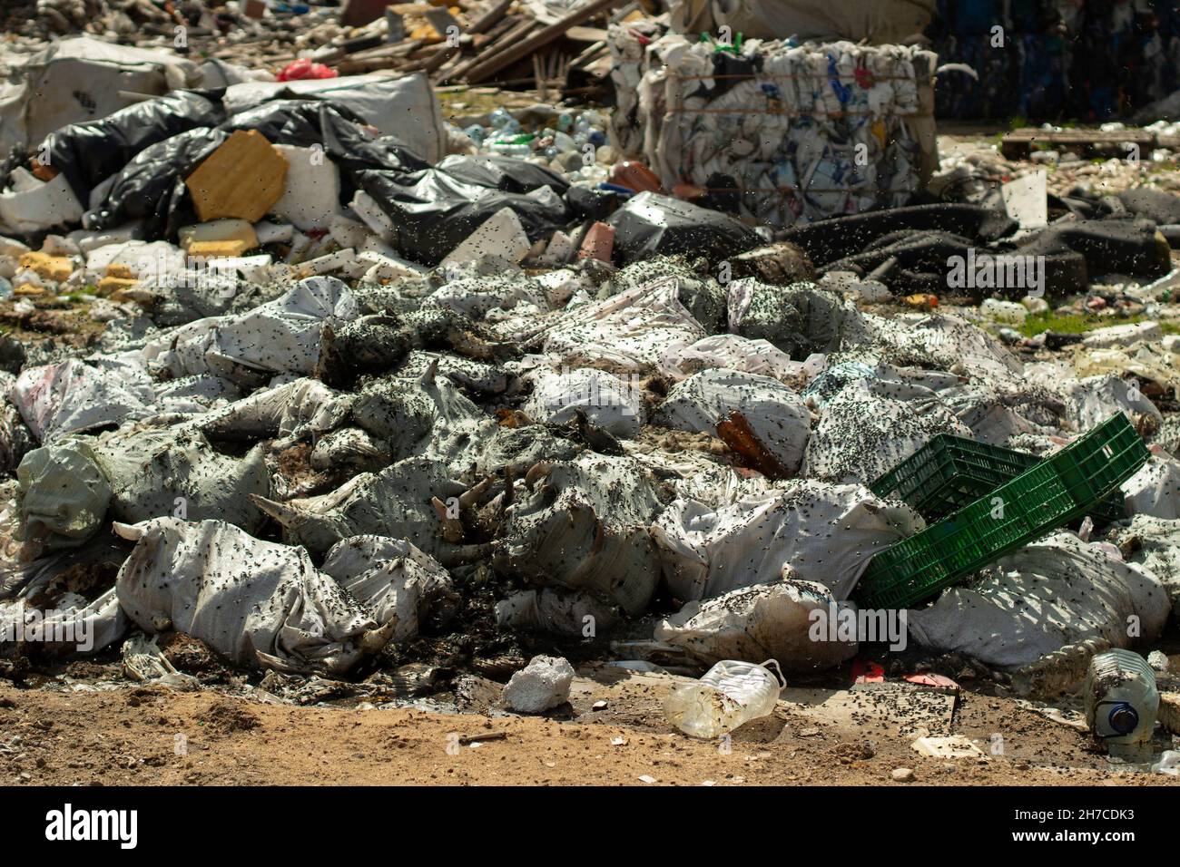 Dump with flies. Bags of animal corpses. Illegal waste dumping. Garbage