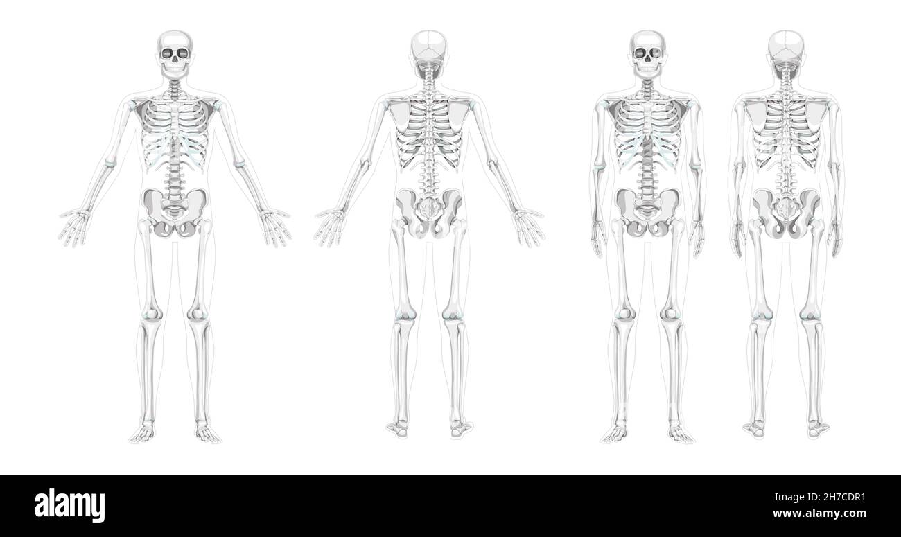 Set of Skeleton Humans realistic diagram front back view different hands position. Flat grey scale colour Vector illustration anatomy isolated on white background concept medical infographic banner Stock Vector