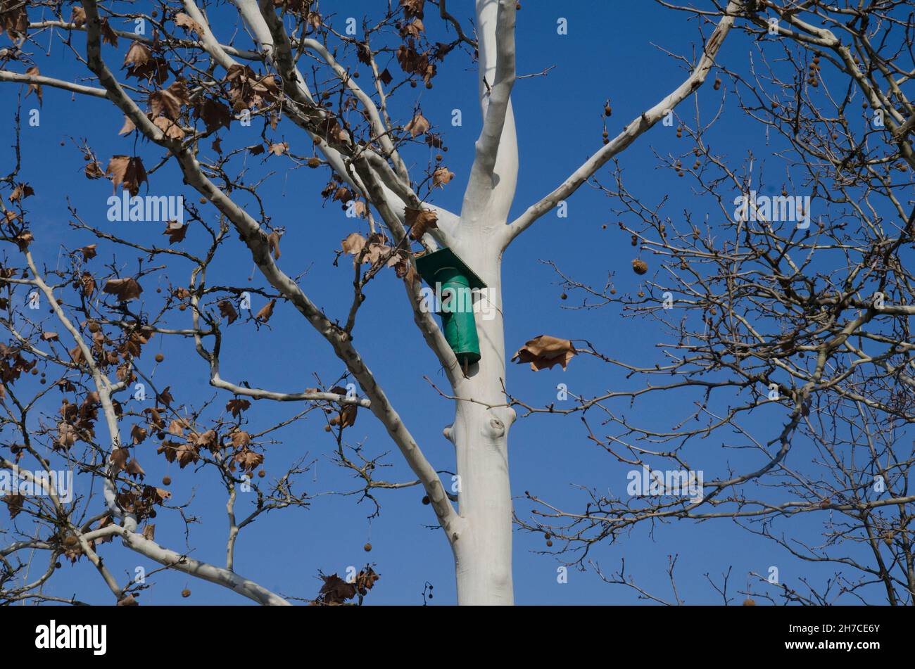 A little green birds house hanging on a tree Stock Photo Alamy