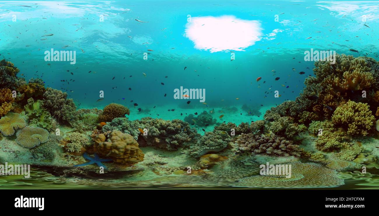 Virtual Reefs Scene reef. Marine life sea world. Underwater fish reef marine ...
