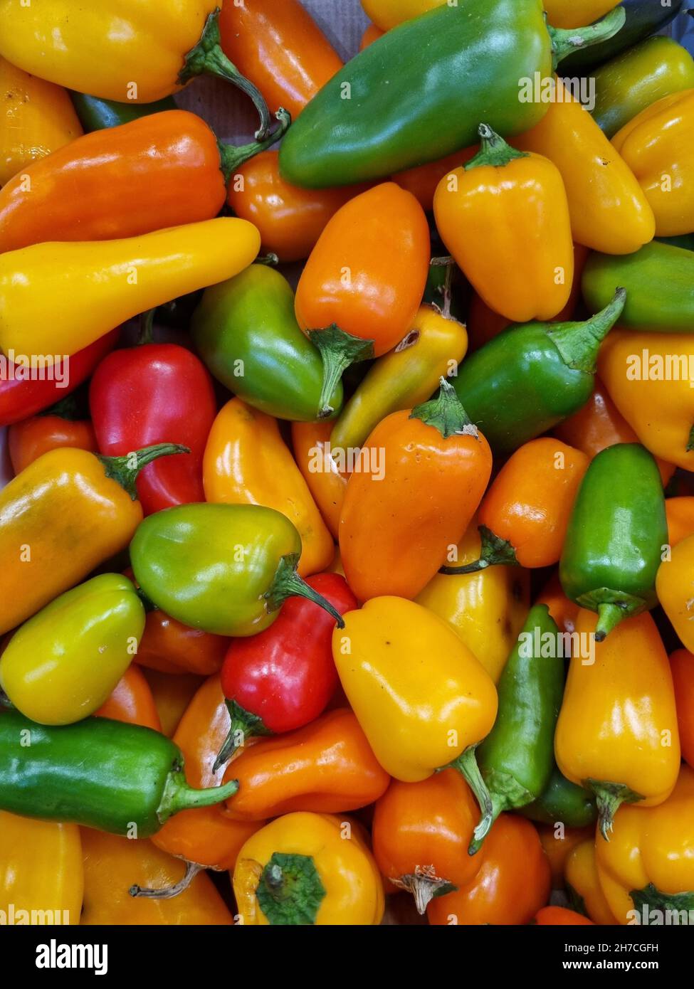 Pepper harvest hi-res stock photography and images - Alamy