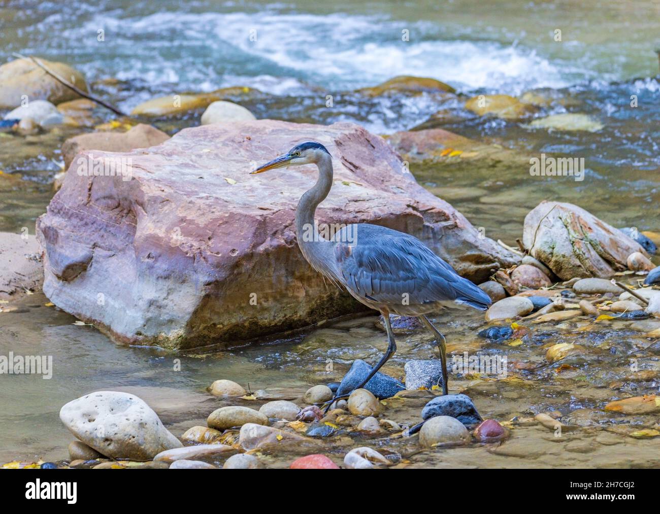A Great Blue Heron (Ardea herodias) walks along in search of fish in the North Fork of the Virgin River in Zion National Park, Springdale, Utah, USA. Stock Photo