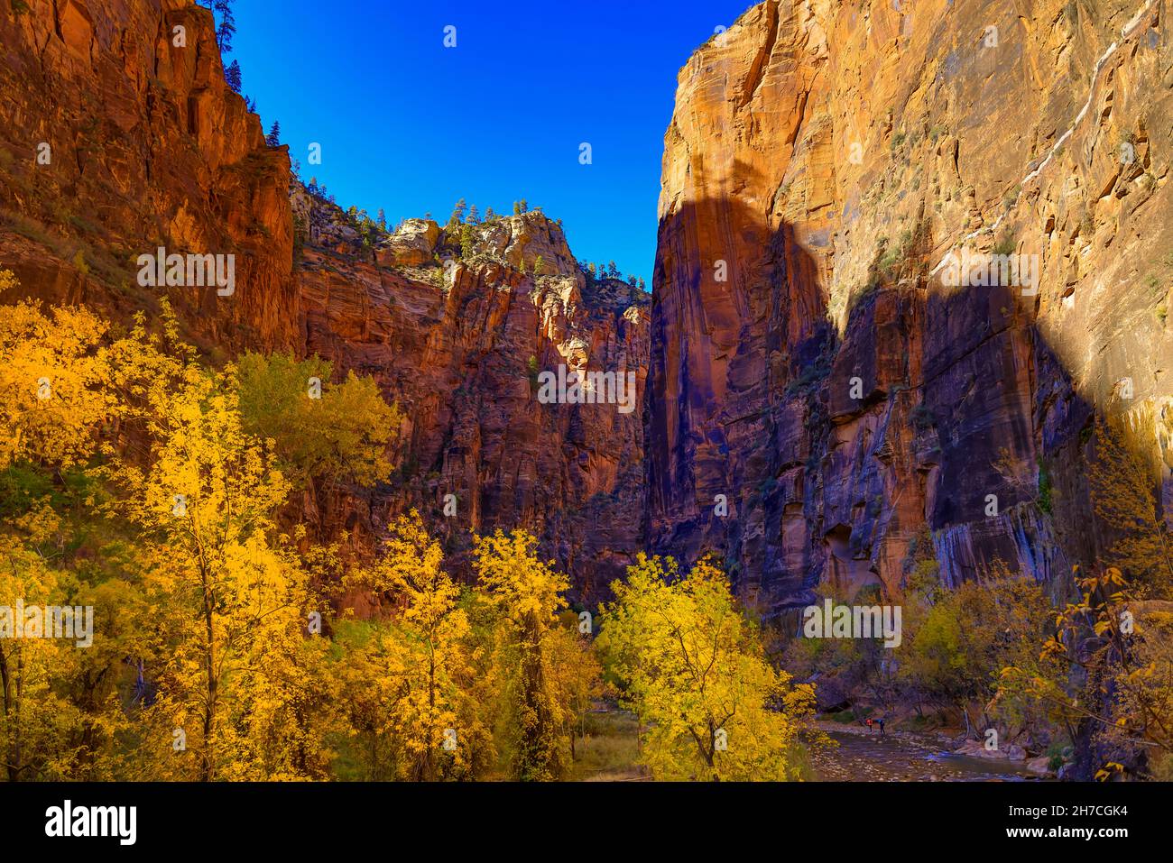 Towering red rock cliffs and colors of the fall season as seen along the Riverside Walk trail in Zion National Park, Springdale, Utah, USA. Stock Photo