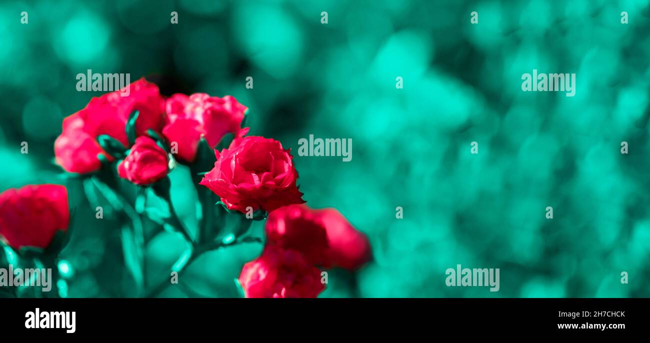 Surreal creative floral image of bright pink rose bushes on blurred ...