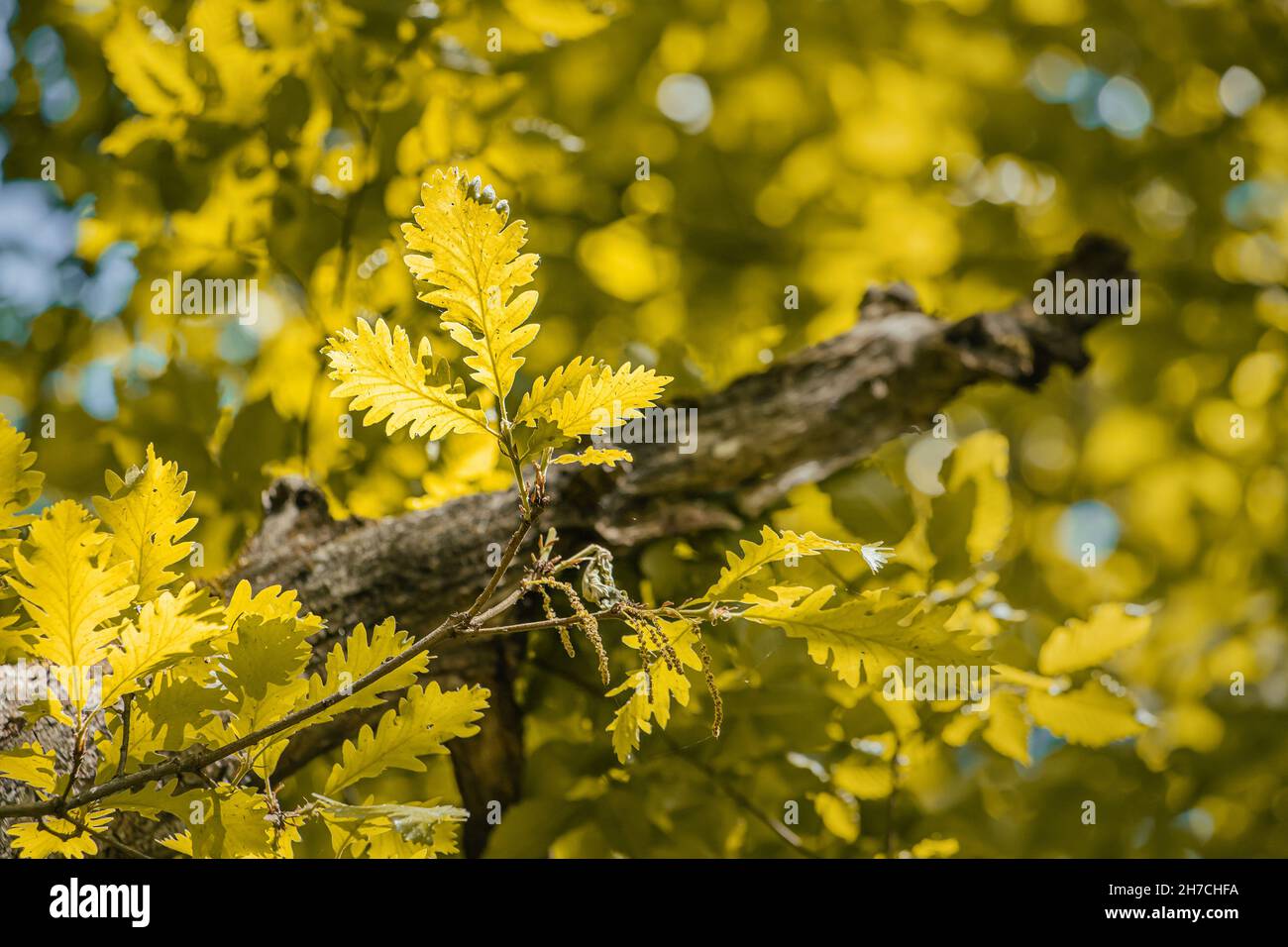Oak leaves on a thick branch. The tree is famous for its strong and