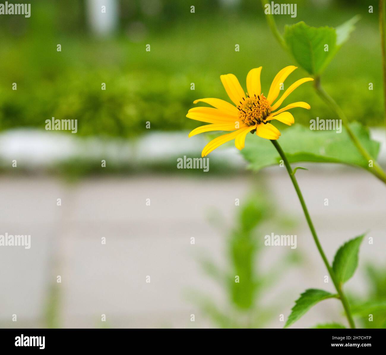 Single yellow flower in bright green grass, spring or summer time Stock Photo