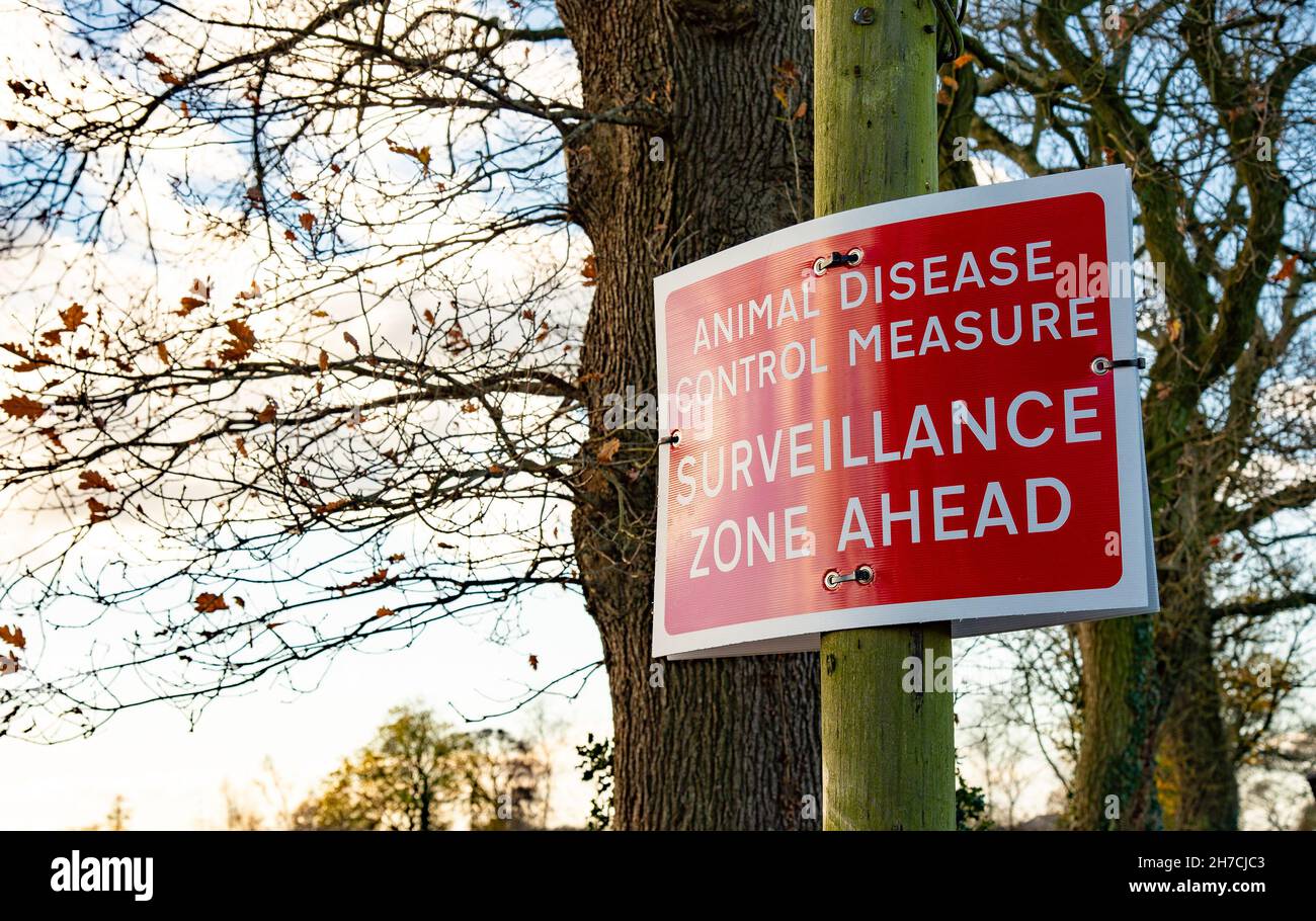 Preston, Lancashire, UK. 21st Nov, 2021. Animal disease control measure, surveillance zone ahead sign, Preston, Lancashire. Credit: John Eveson/Alamy Live News Stock Photo