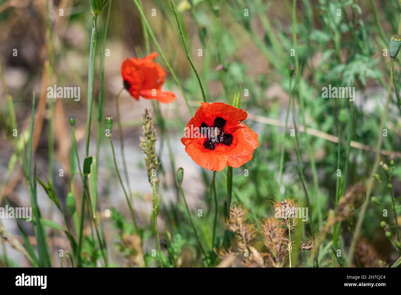 Wild scarlet poppies bloom on an uncultivated field among various