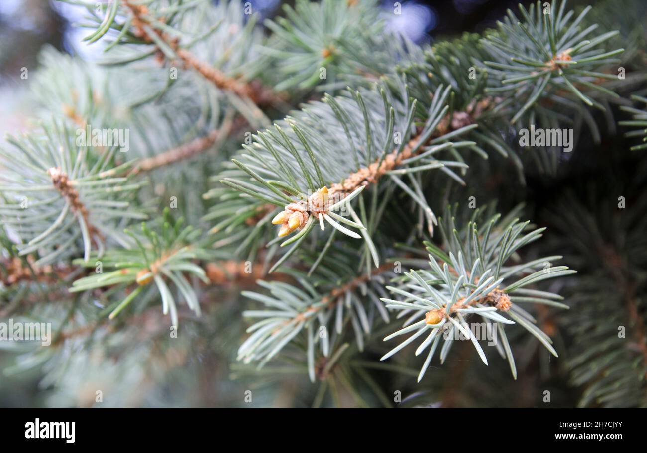 Fur tree evergreen branches closeup macro view Stock Photo