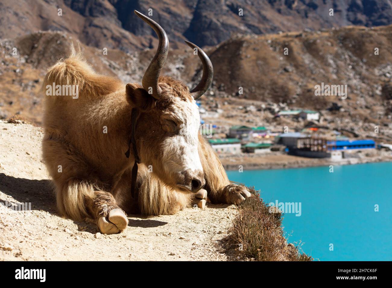 Yak and Gokyo lake and village on background,  Nepal Himalayas Stock Photo