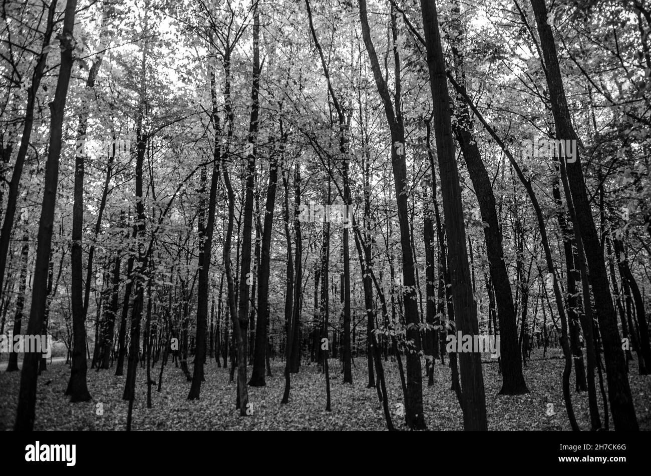 High contrast, black and white autumn forest photo Stock Photo