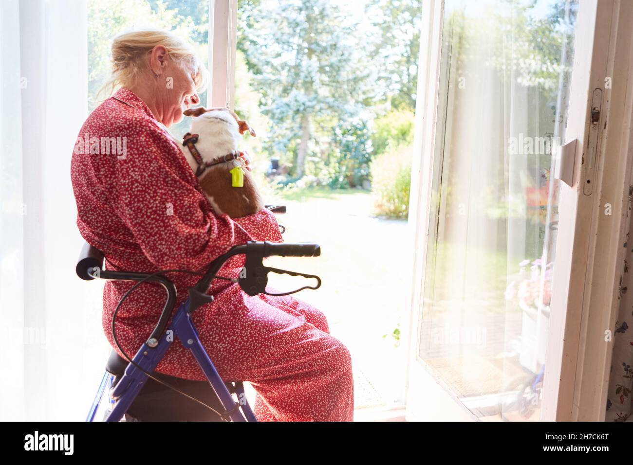 Elderly woman with rollator has a small dog in her arms as a pet against loneliness Stock Photo