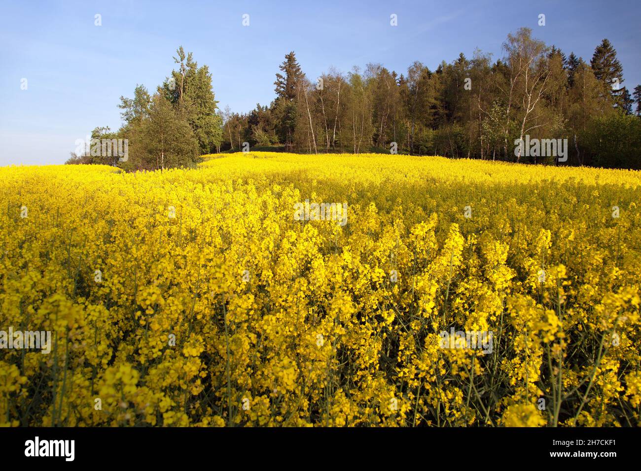 Field of rapeseed canola or colza in latin Brassica Napusd is plant for green energy and green industry Springtime golden flowering field Stock Photo