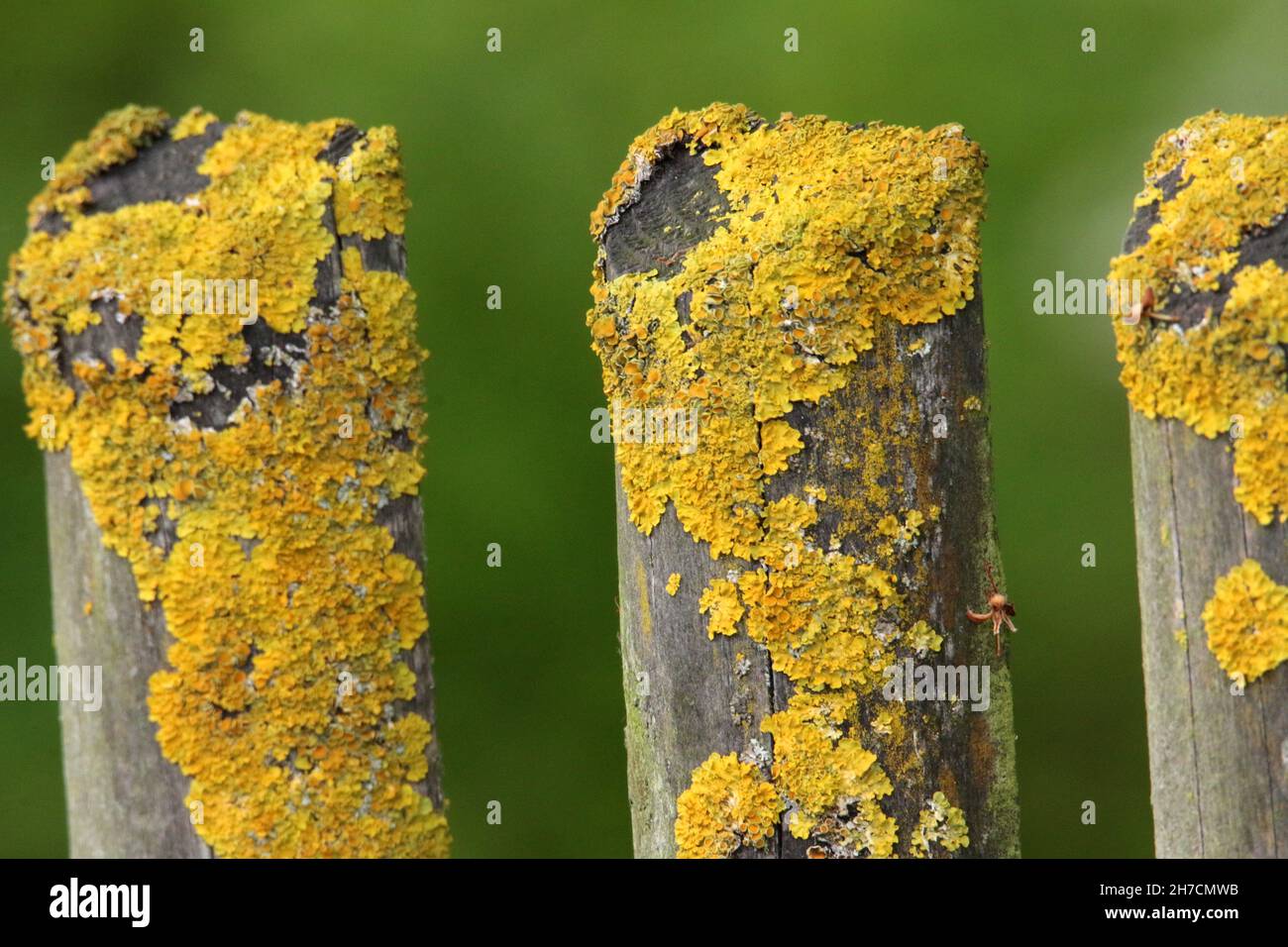 Common orange lichen, Yellow scale, Maritime sunburst lichen, Shore lichen, Golden shield lichen (Xanthoria parietina, Parmelia parietina), on a Stock Photo
