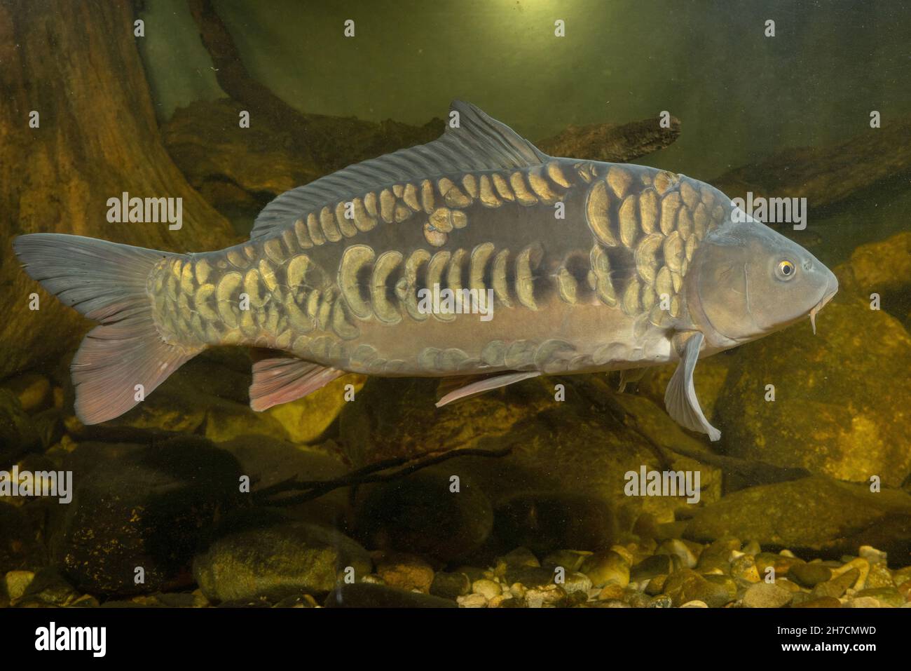 carp, common carp, European carp (Cyprinus carpio), fully scaled carp (one row of scales in the middle of the body) with unusually large scales, Stock Photo