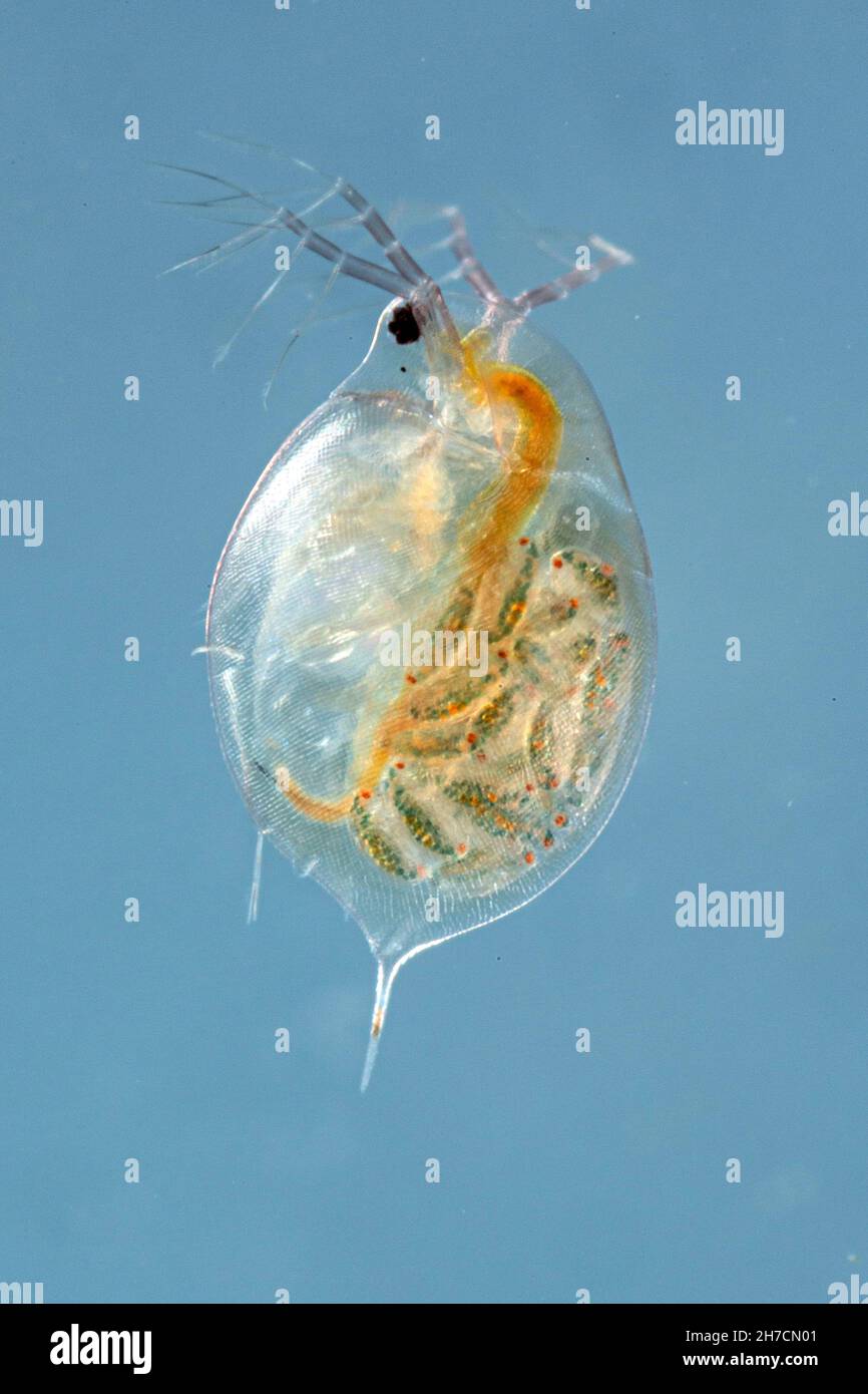 common water flea (Daphnia spec.), female with juveniles in its ...