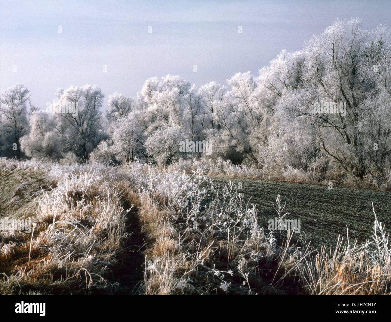 winter scenery at the Amper flood plains near Moosburg, Germany, Bavaria Stock Photo