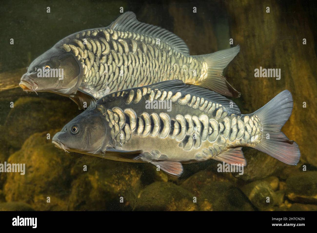 carp, common carp, European carp (Cyprinus carpio), two fully scaled carps with unusal large scales, scale abnormality, Germany Stock Photo