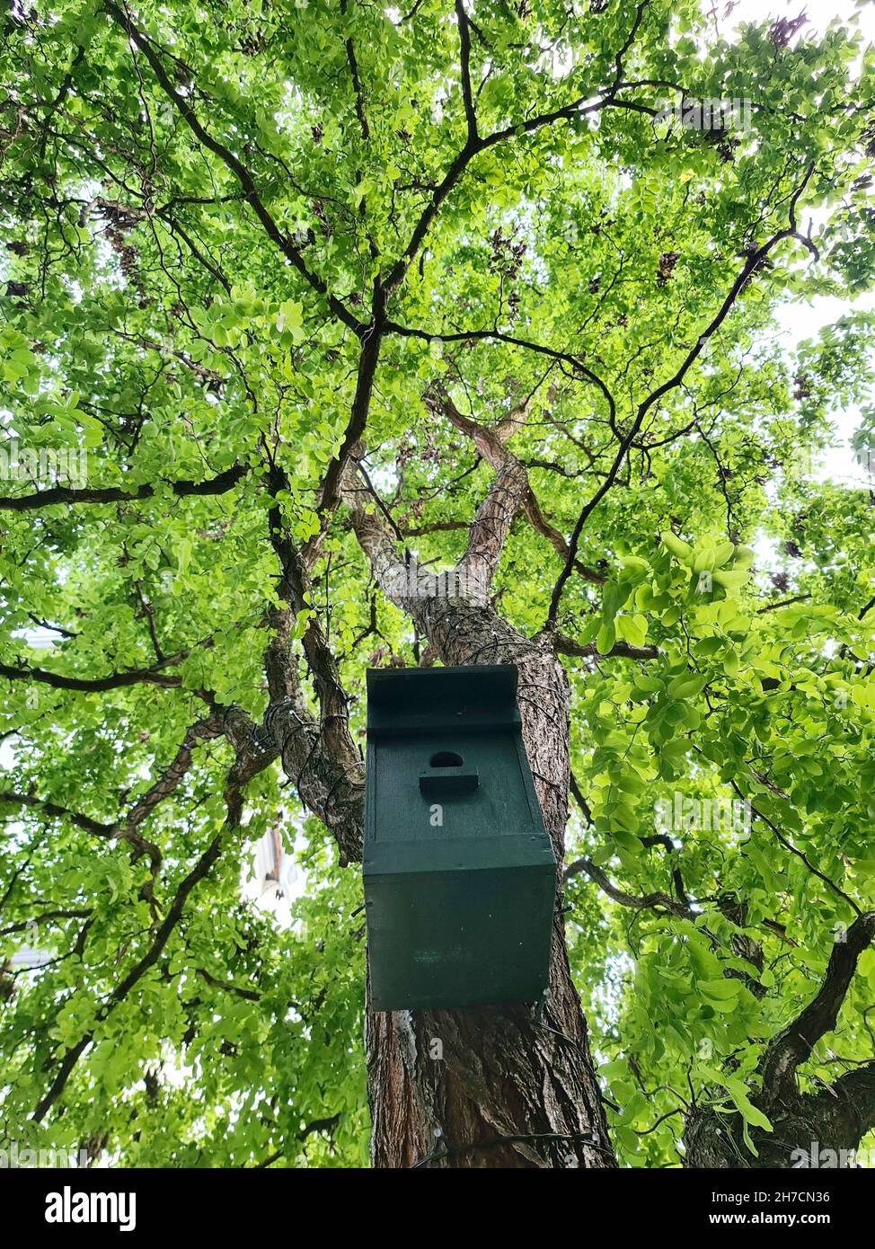 nest box from worms-eye view, Germany Stock Photo