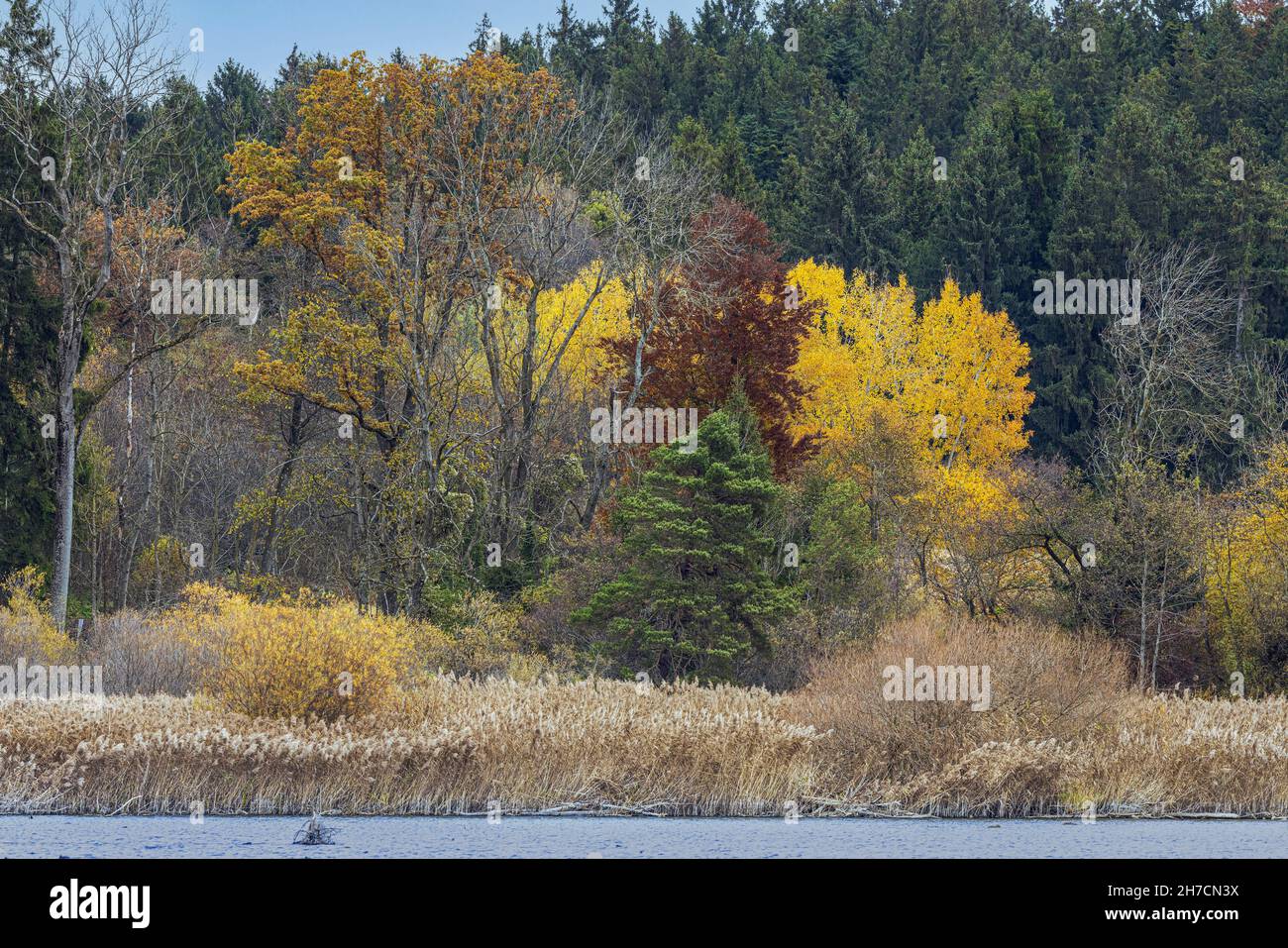 Lake shore with reed zone and gallery forest in autumn colours, Germany, Bavaria, Lake Chiemsee Stock Photo