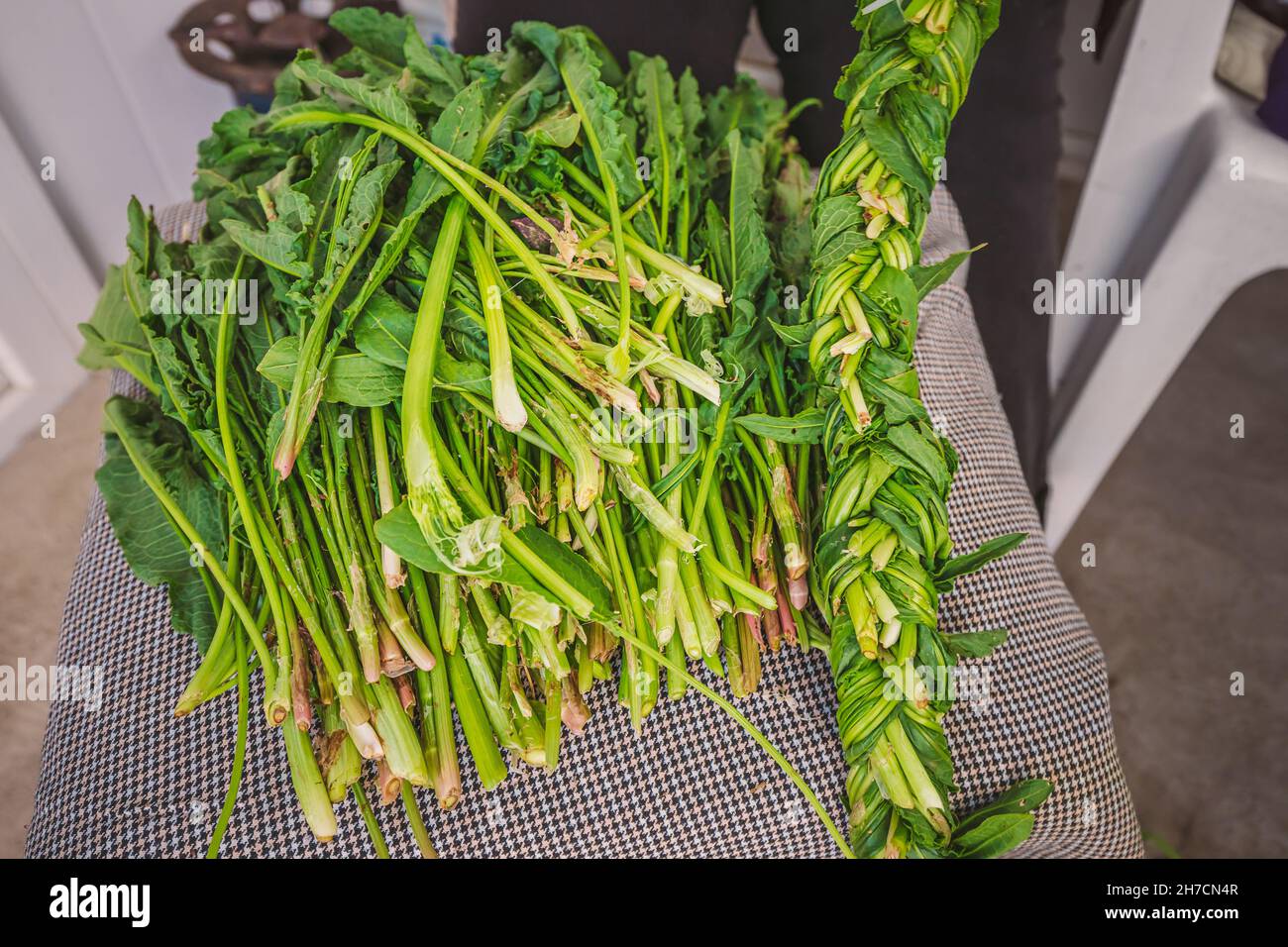 Harvesting the wild edible herb Aveluk or Horse Sorrel is a traditional