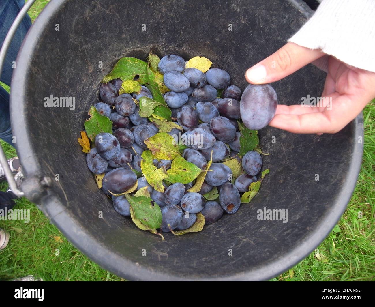 European plum (Prunus domestica), plum harvest - bucket with fruits and leaves , Germany Stock Photo