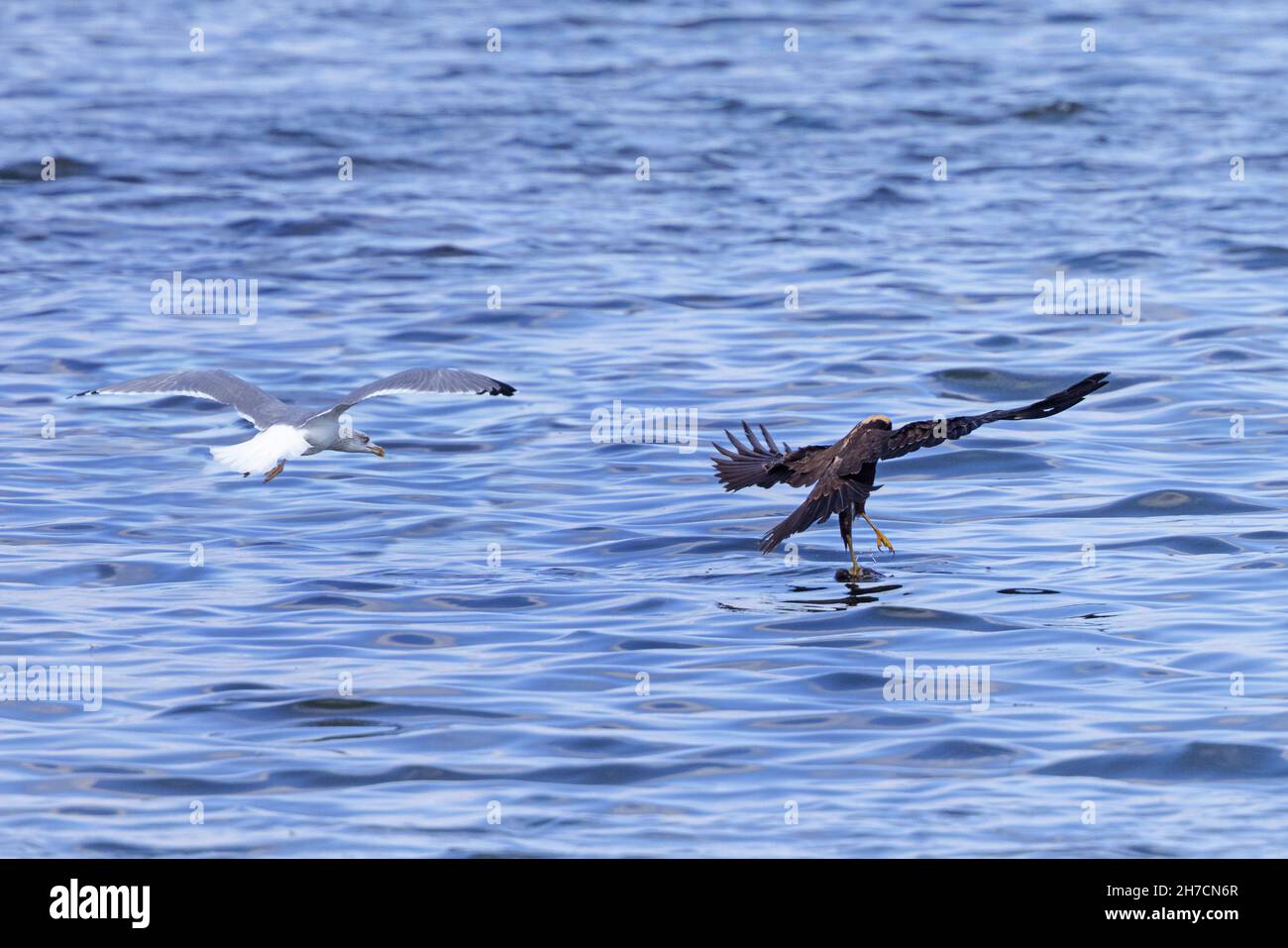 Western Marsh Harrier (Circus aeruginosus), female catches a drowned rat just before a gull reaches it, Germany, Bavaria Stock Photo
